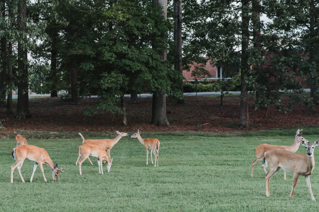 Photo of deer grazing in a field